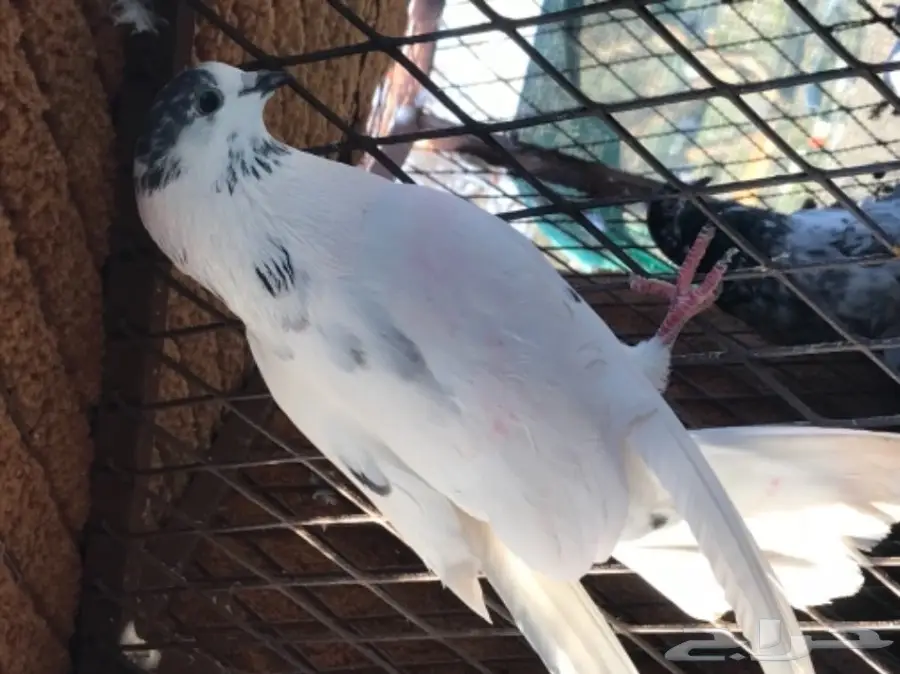 حمام باكستاني  (image 1)