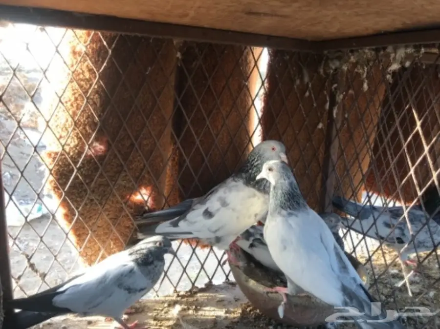 حمام باكستاني  (image 2)