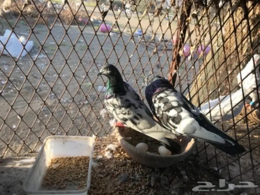 حمام باكستاني  (image 3)