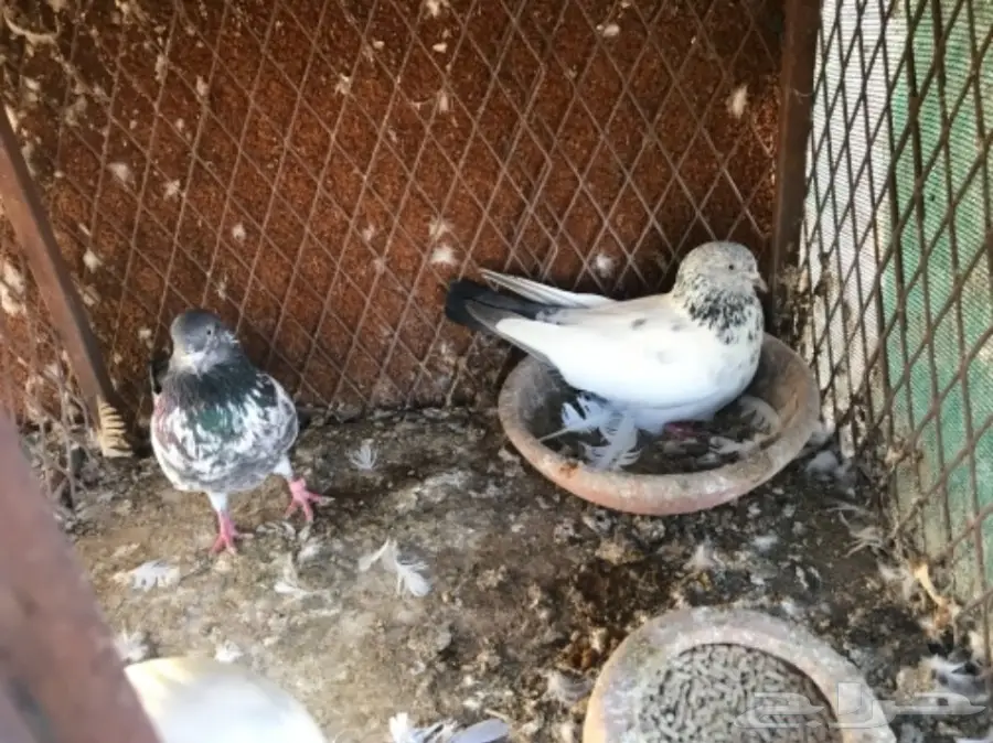 حمام باكستاني  (image 4)