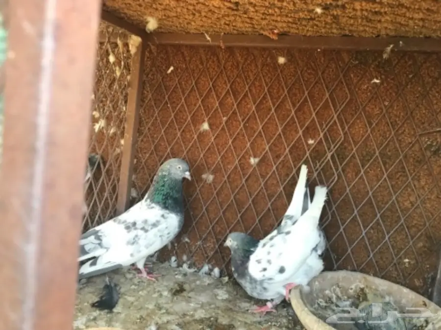 حمام باكستاني  (image 5)