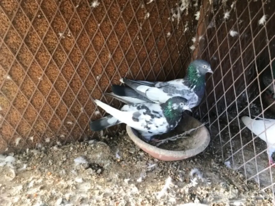 حمام باكستاني  (image 6)