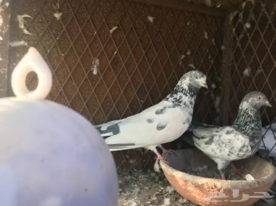 حمام باكستاني  (image 7)