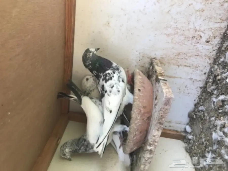 حمام باكستاني  (image 8)