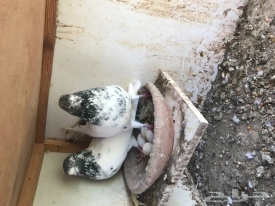 حمام باكستاني  (image 9)