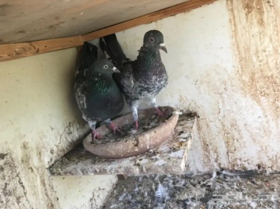 حمام باكستاني  (image 10)