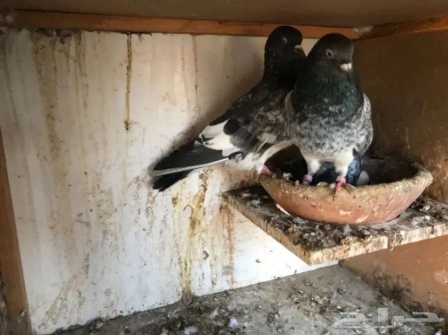 حمام باكستاني  (image 11)