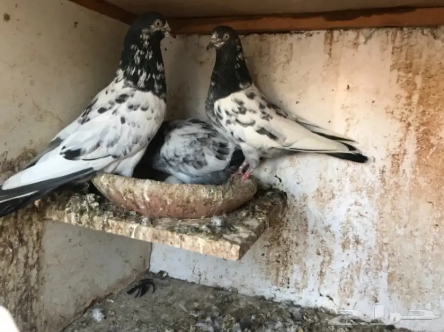 حمام باكستاني  (image 12)