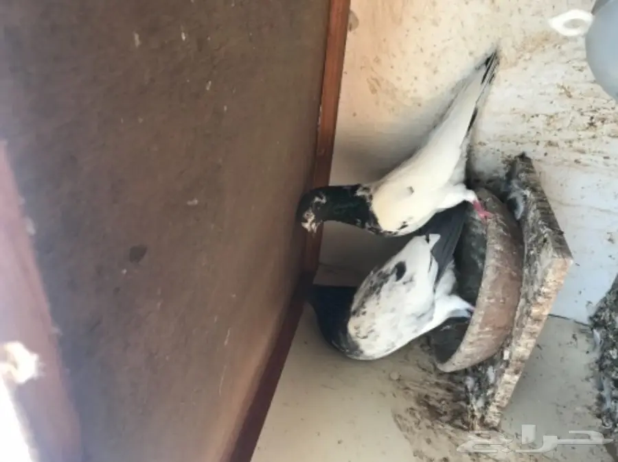 حمام باكستاني  (image 13)