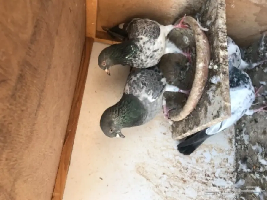 حمام باكستاني  (image 14)