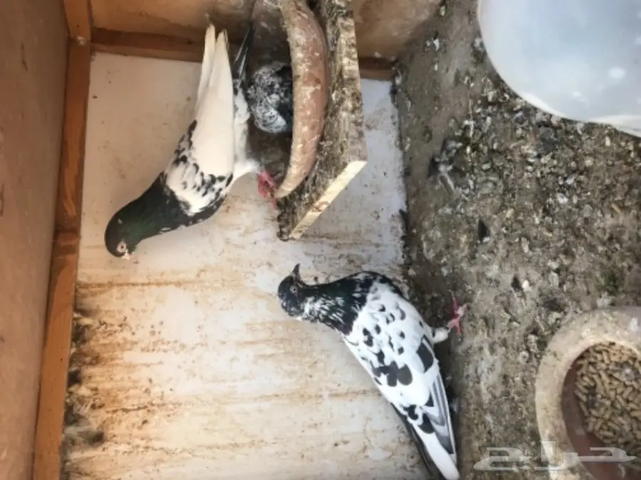 حمام باكستاني  (image 15)