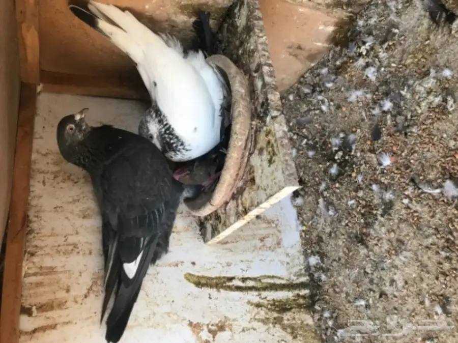 حمام باكستاني  (image 16)