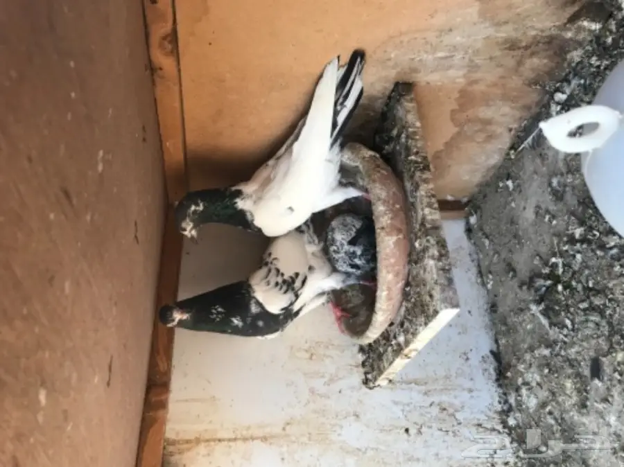 حمام باكستاني  (image 17)