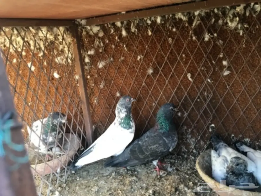 حمام باكستاني  (image 18)