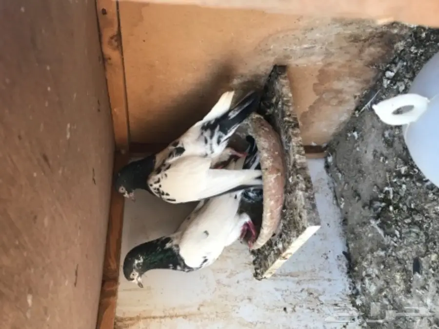 حمام باكستاني  (image 19)