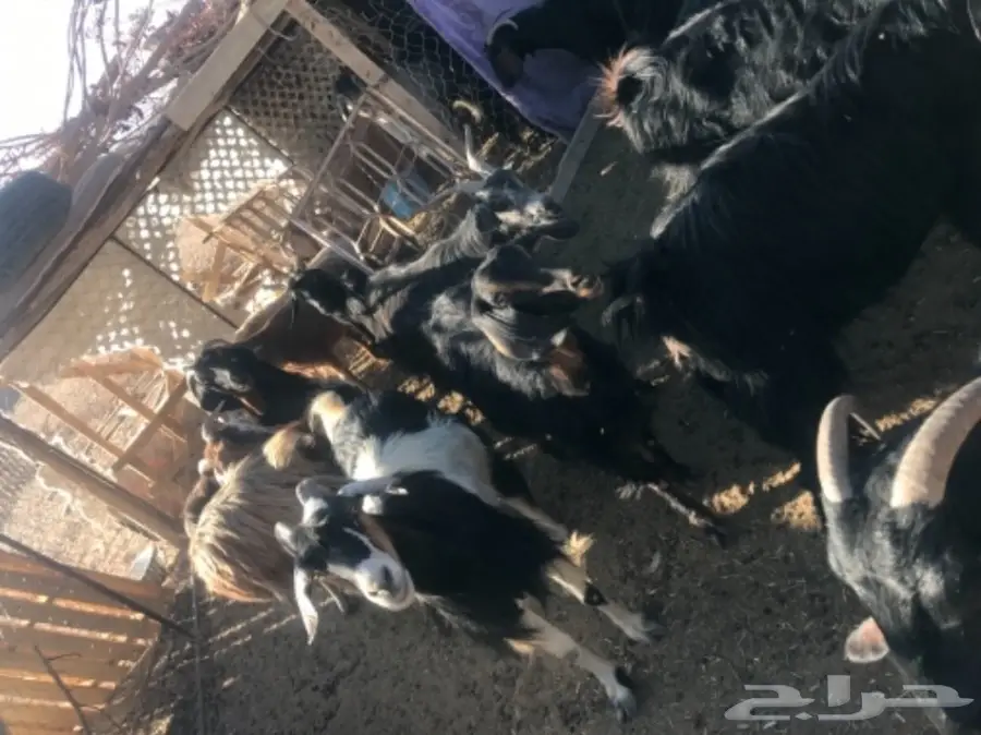 معزا معها فحلين للبيع