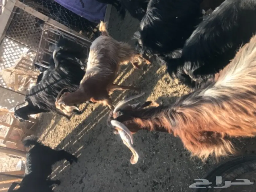 معزا معها فحلين للبيع (image 1)