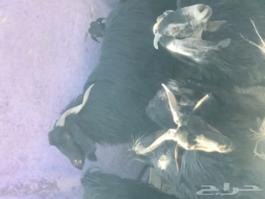 معزا معها فحلين للبيع (image 2)