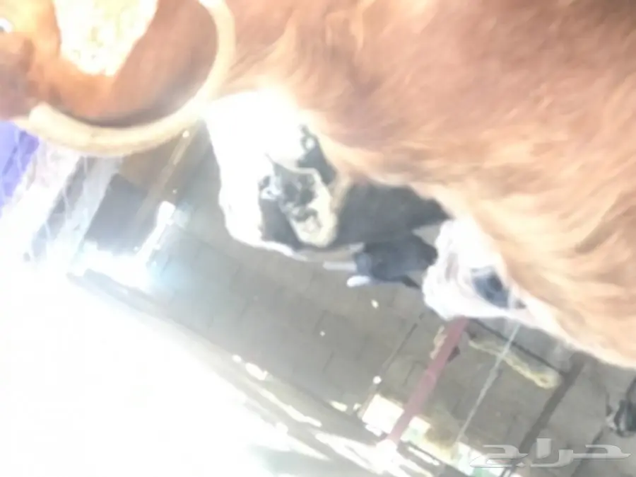 معزا معها فحلين للبيع (image 3)