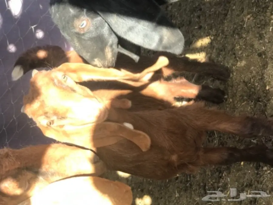 معزا معها فحلين للبيع (image 4)