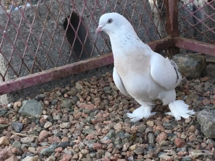 انثى منقا خطين