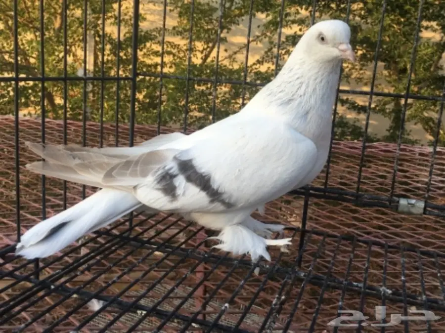 انثى منقا خطين (image 1)