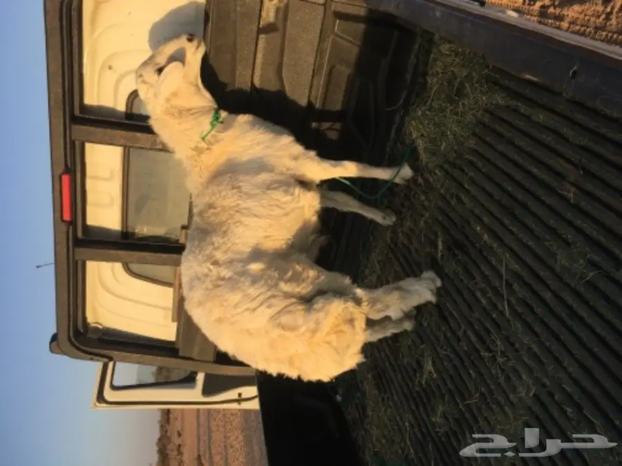 طلي سمين للبيع