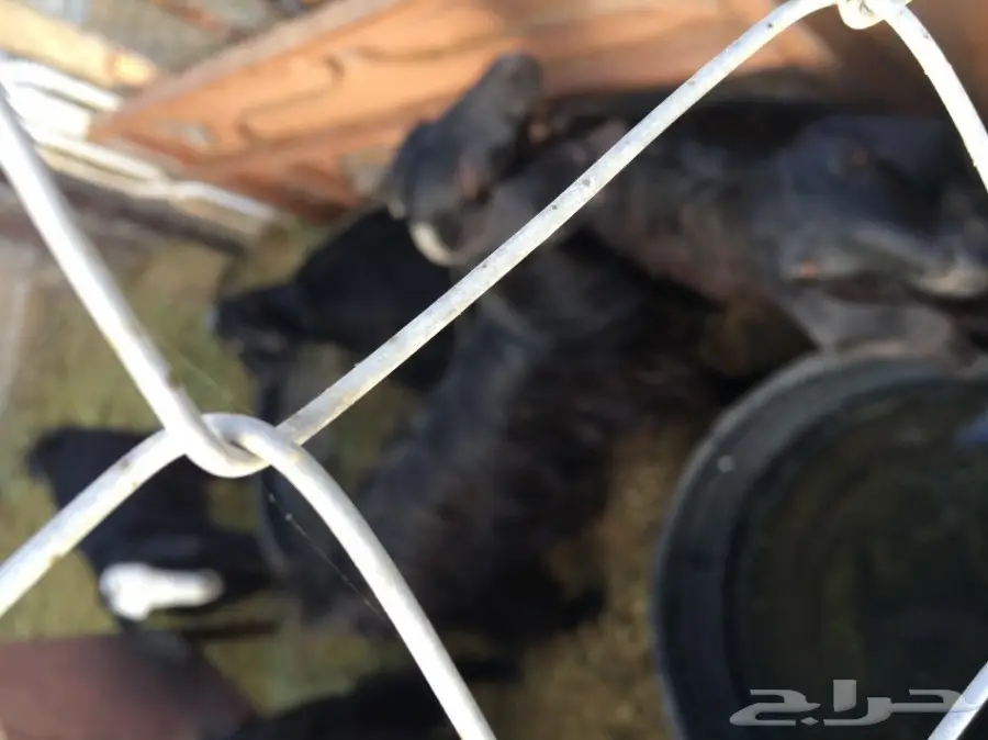 غنم للبيع (image 1)