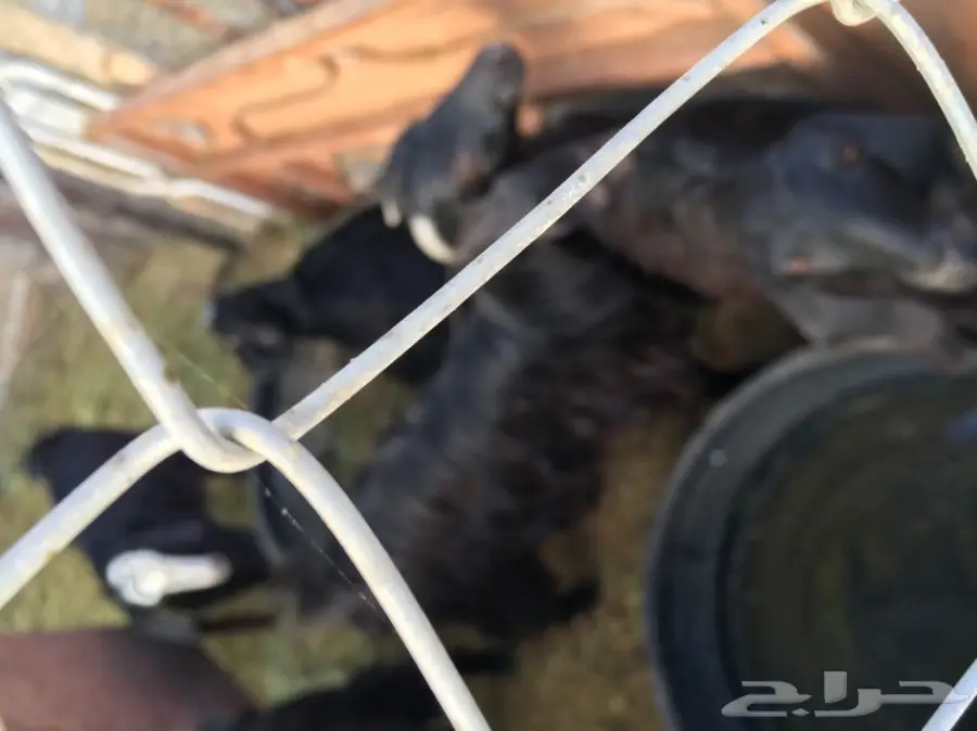 غنم للبيع (image 2)