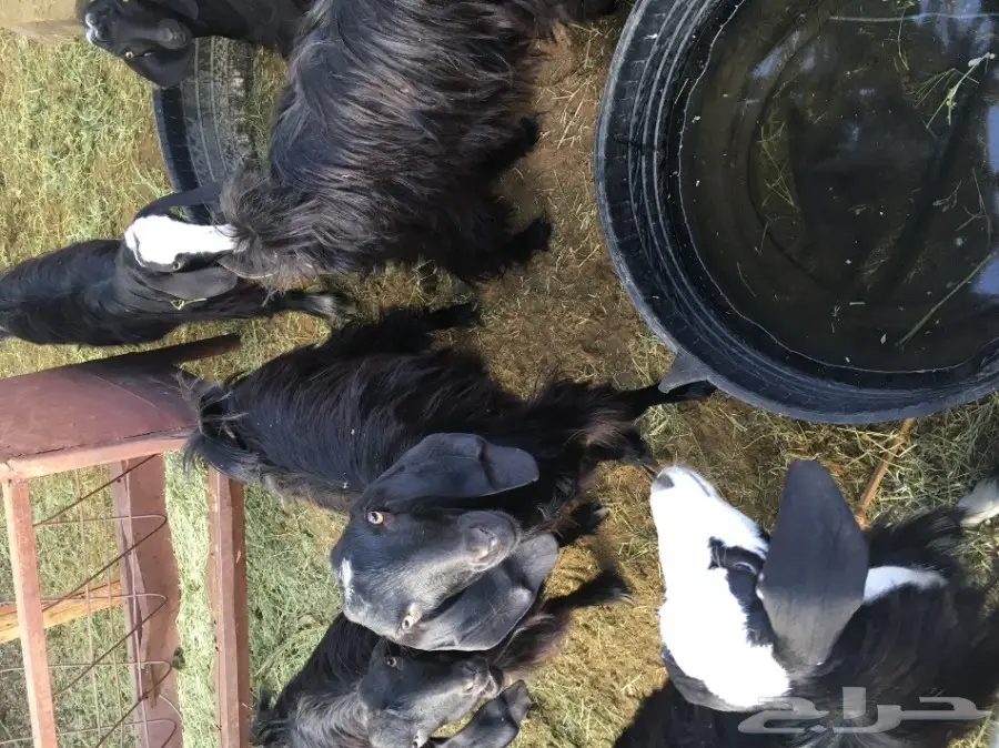 غنم للبيع (image 3)