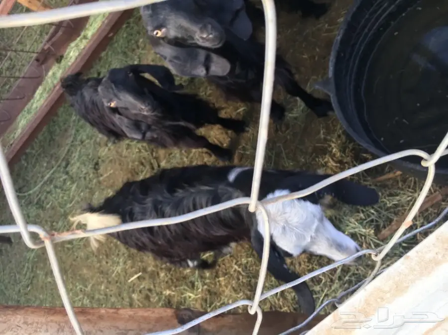 غنم للبيع (image 4)