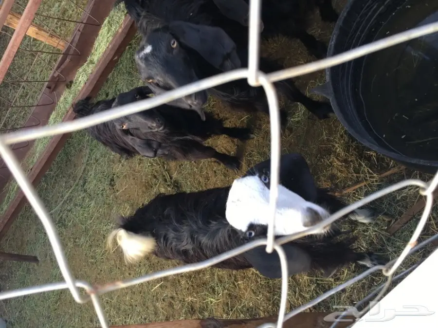 غنم للبيع (image 5)