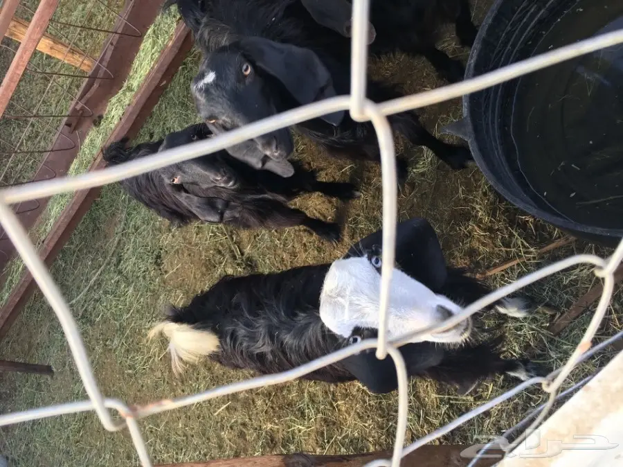 غنم للبيع (image 6)