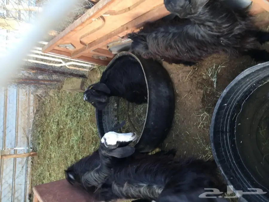 غنم للبيع (image 7)