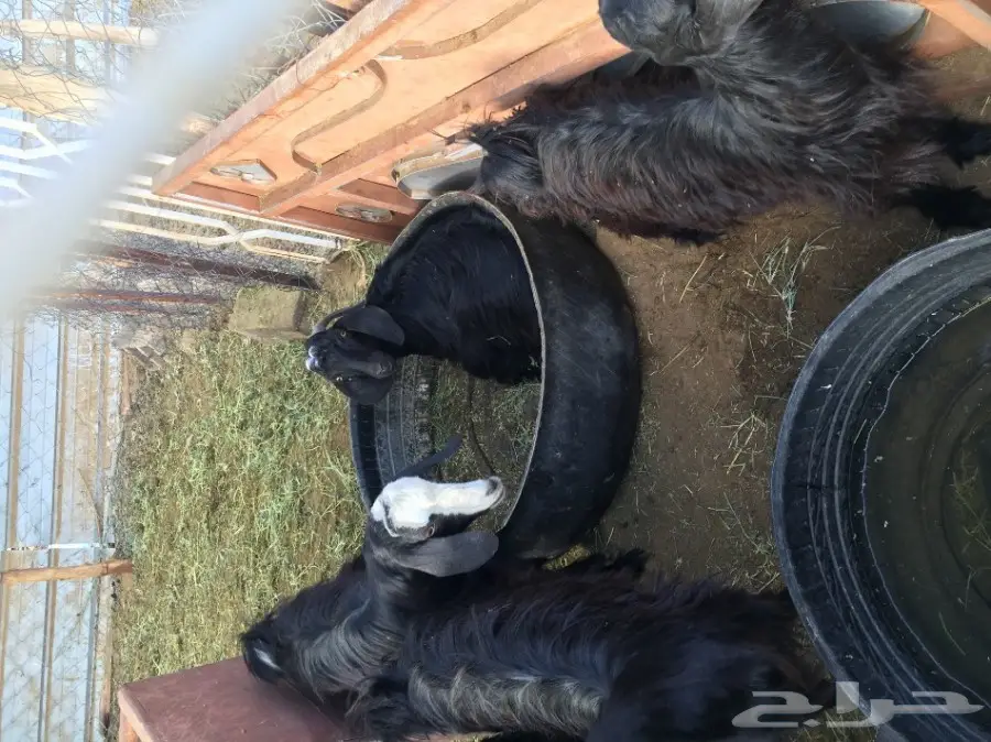 غنم للبيع (image 8)