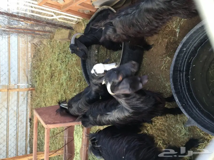 غنم للبيع (image 9)