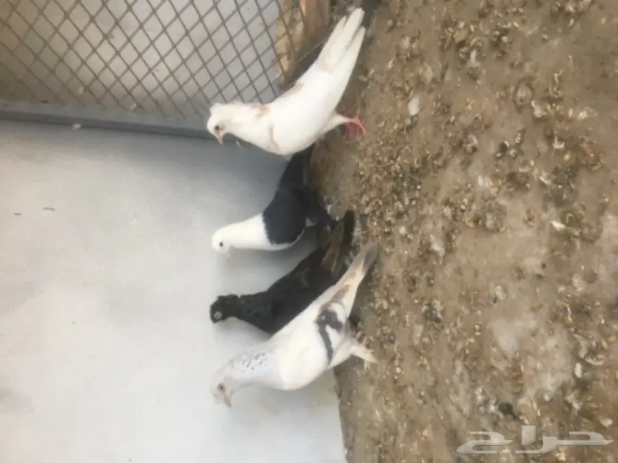 للبيع 4 حبات مشكلين 