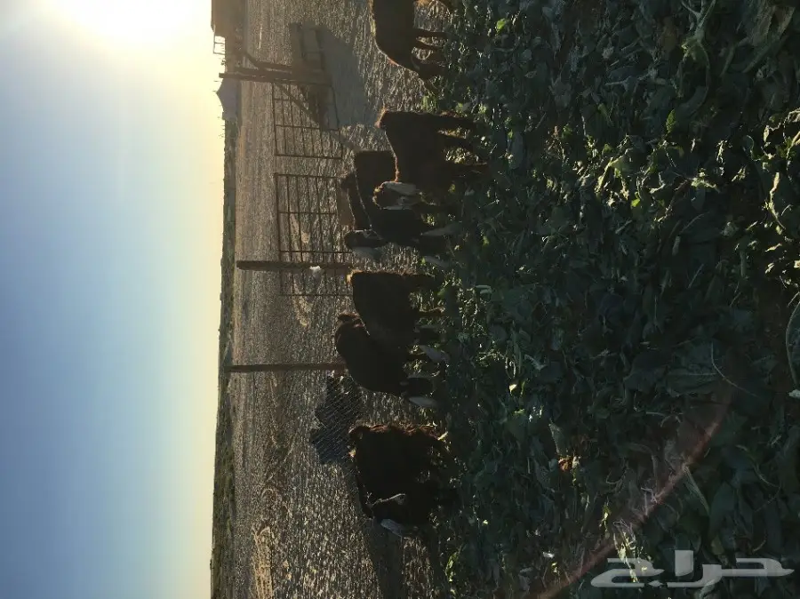 للبيع فحل عارض مشروط وحار بالقريع  (image 2)