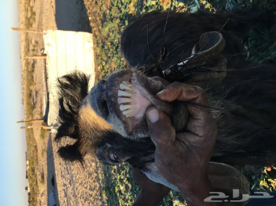 للبيع فحل عارض مشروط وحار بالقريع  (image 3)