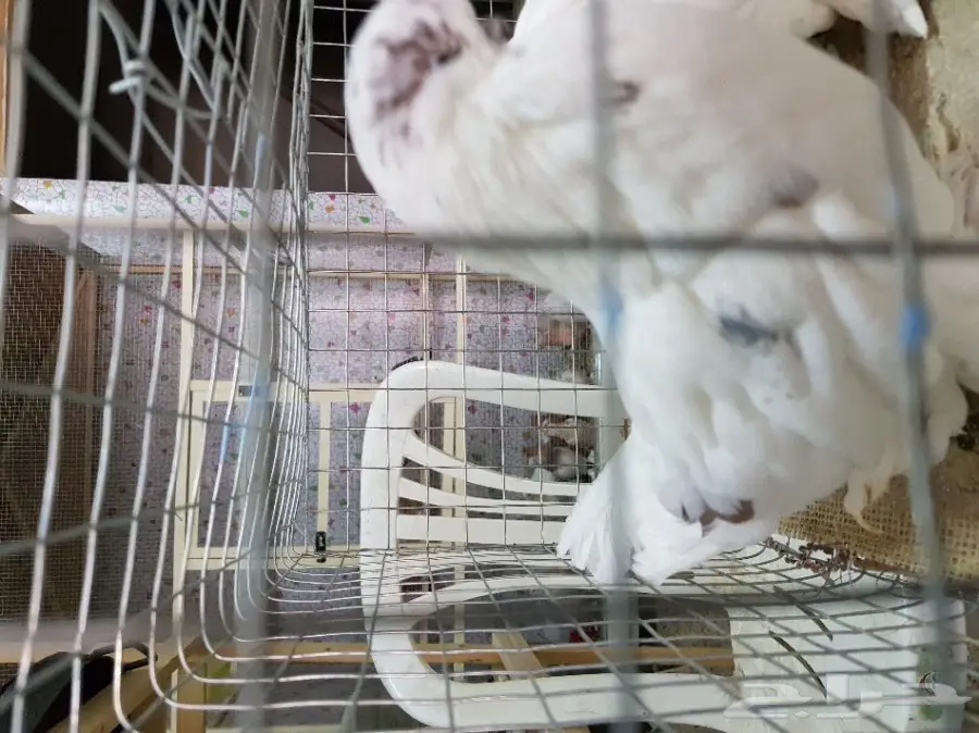 لونق فيس  (image 4)