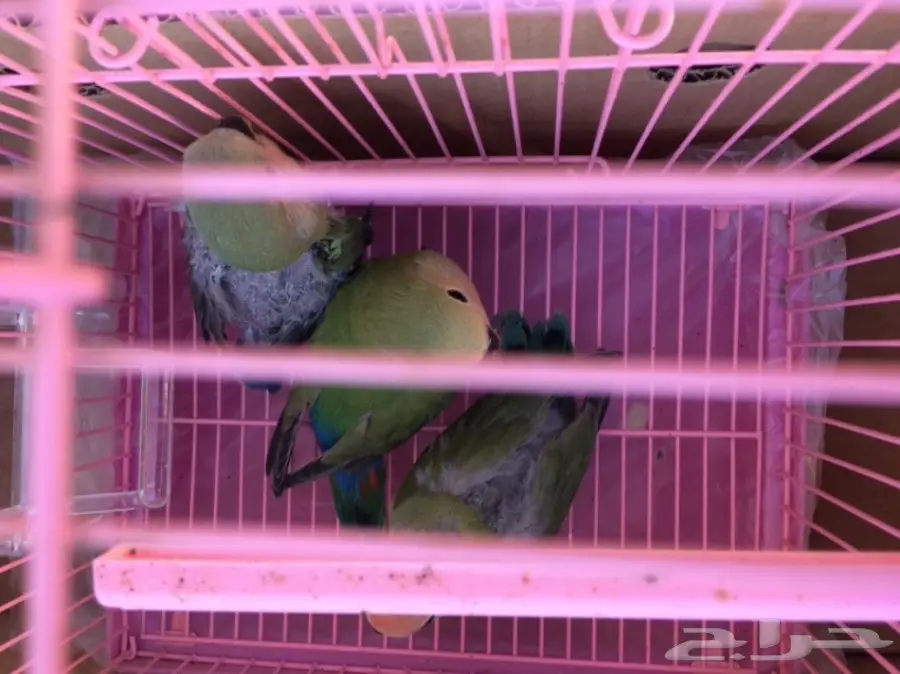 فروخ روز غر (image 3)