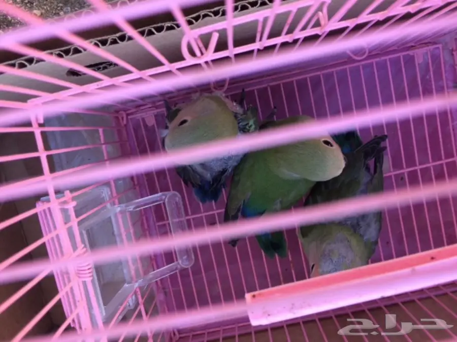 فروخ روز غر (image 4)