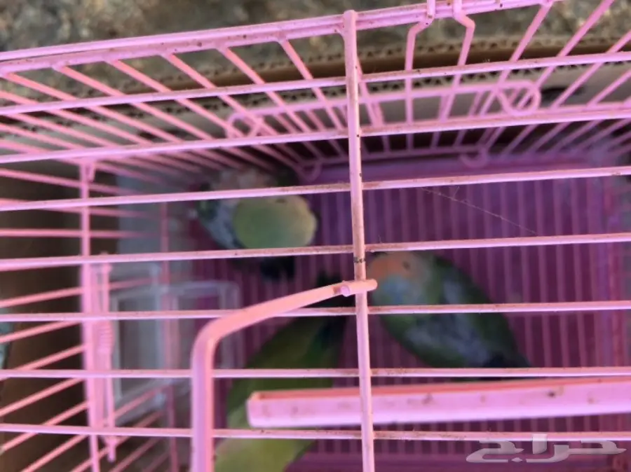 فروخ روز غر (image 5)