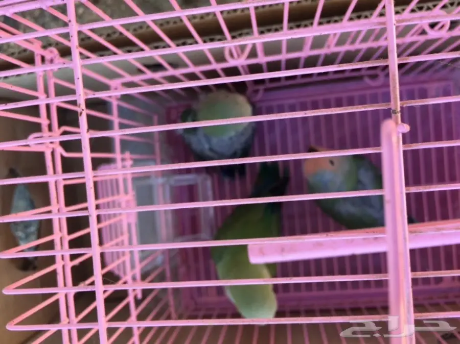 فروخ روز غر (image 6)