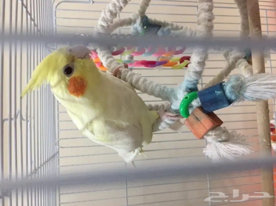 للبيع كروان لاتينو عيون حمر هدد 