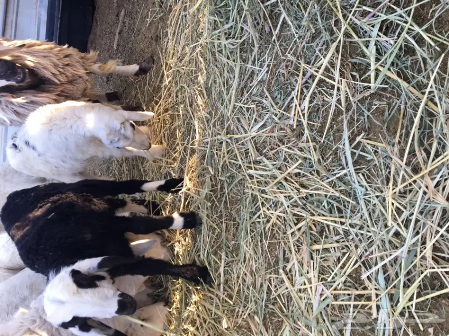 رخال حريات العدد 5 اعمارها شهرين ونص