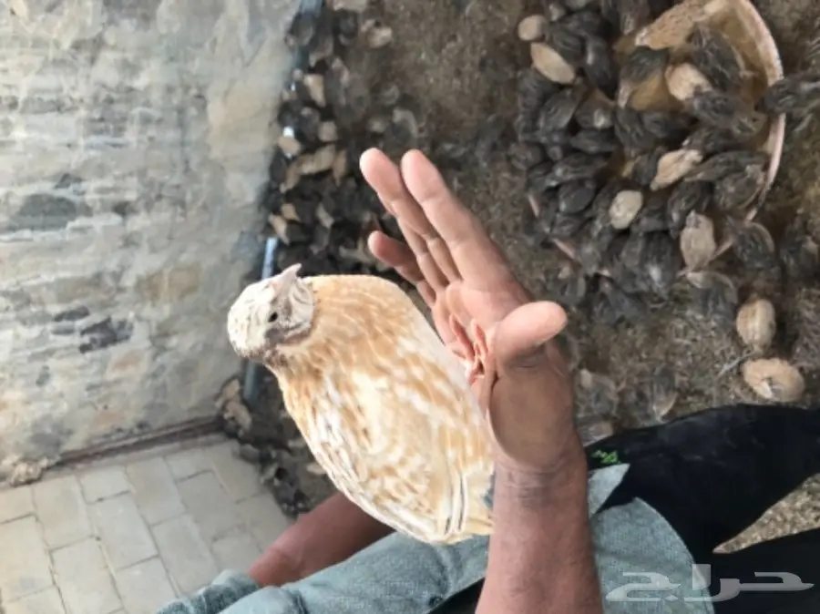 سمان ممتاز للبيع - مكة المكرمة (image 1)