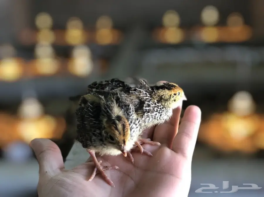 سمان ممتاز للبيع - مكة المكرمة (image 2)