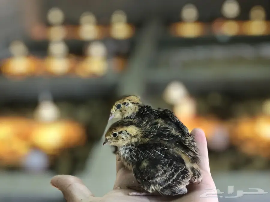 سمان ممتاز للبيع - مكة المكرمة (image 3)