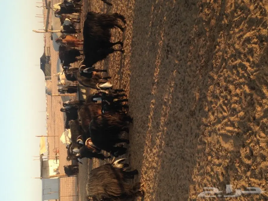 ماعز ولد للبيع 29 معها 21 